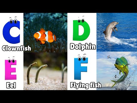 Sea Animals ABC Song for Kids | Phonics for Kids | Learn Alphabet Letters