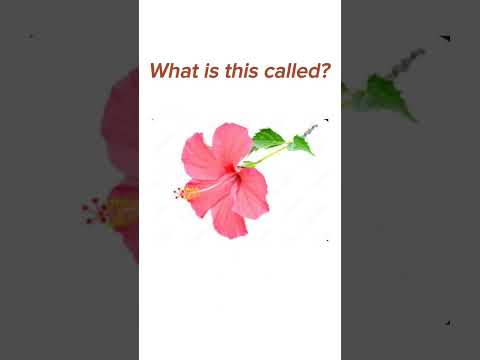 Can you guess the flower names?#english #vocabulary #flowers #shortsvideo