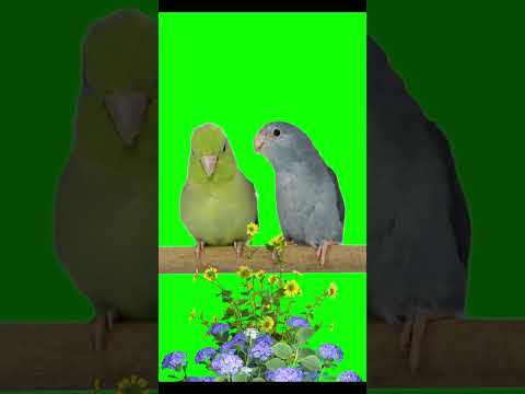 Birds green screen | shorts green screen | #trending #shorts #chromakey #birds #2025