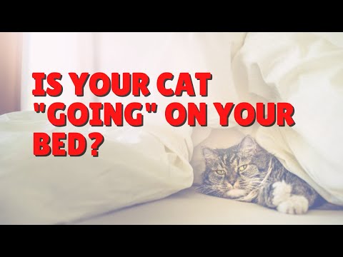 Is Your Cat Eliminating On Your Stuff? | Two Crazy Cat Ladies