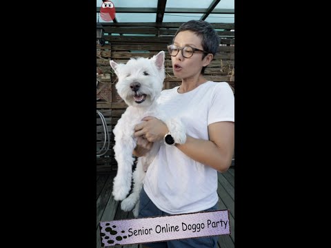 狗狗影片 老狗狗接龍 有一種幸福叫歲月 Senior Doggo Online Party