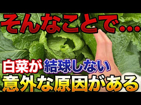 【落とし穴あり】白菜を育てていて結球しない以外な理由があります