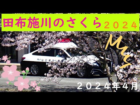 田布施川のサクラ　２０２４　サムネのパトカ－意味はありません