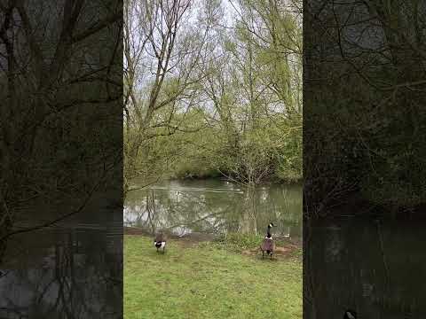 Ducks and geese on the river of dreams, mindful moment #shorts #mindful  #selfcare #nature