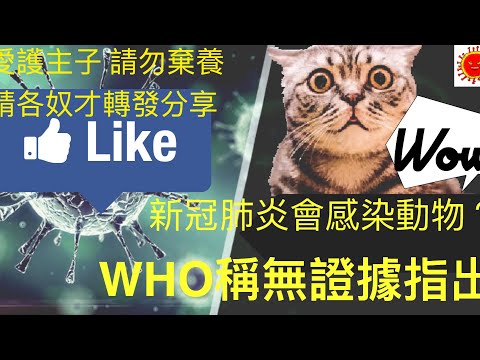 兩分鐘搞懂｜新冠在人寵之間傳播？｜請勿棄養｜愛護動物｜珍惜主子｜做盡責主人｜7與7仔