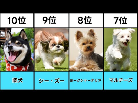 [2024 latest edition] Top 10 popular small dog rankings