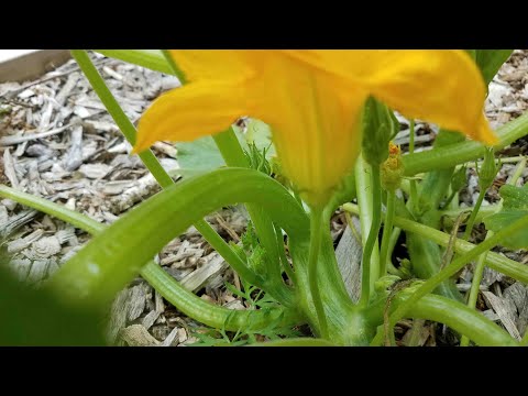 A Little About Pollination in General and Squash in Particular