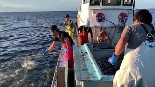 Amazing Fishing Japanese Technique From Japan