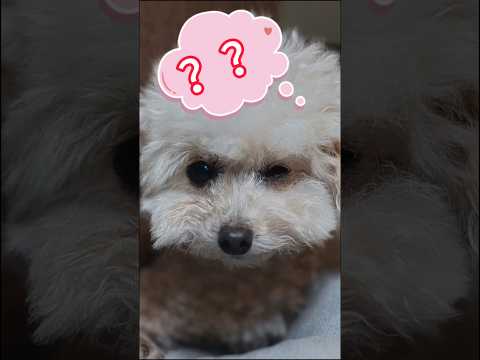 狗狗聽懂你說話🐶你不會不信吧？#dogshorts #poodle #doglovers