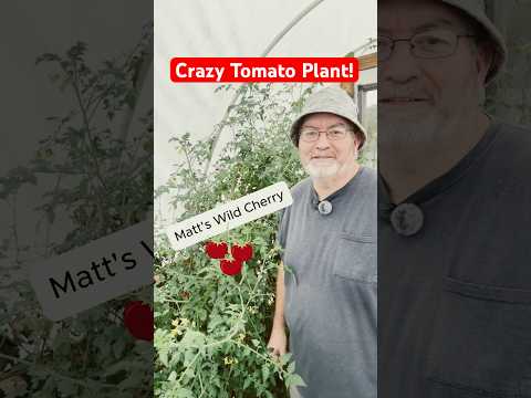 Want to See the Most Crazy Tomato Plant Ever? Matt’s Wild Cherry Tomato