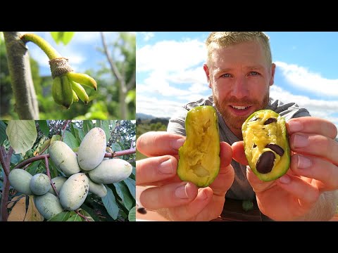 Grow This Fruit in Freezing Temperatures ❄ - Asimina Triloba (American Paw Paw)