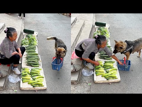 Peludos con un ingenio de 200 que te dejarán pasmado