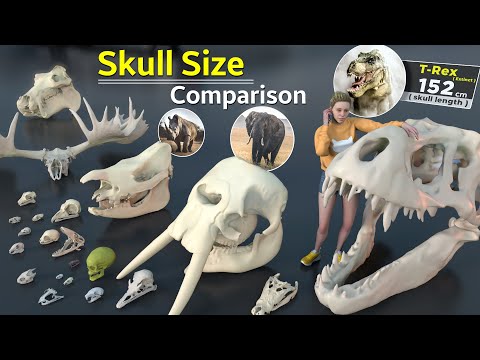 Skull Size Comparison | Animal Skull | Monster Skull | Birds Skull | Fictional Skull | Data ball