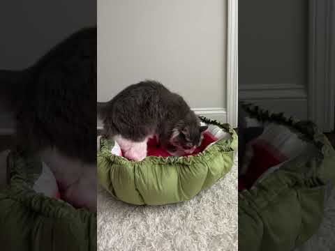 Cat LOVES Watermelon Bed Gift!