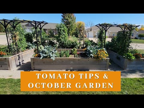 Tomato tips and October Wisconsin garden