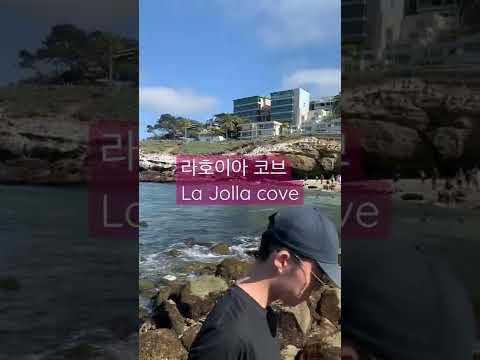 La jolla cove 라호이아 코브 샌디에고 #shorts