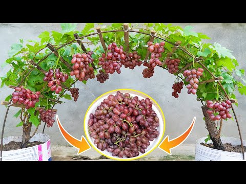 The method of growing grapes at home is easy and the fruit is harvested all year round