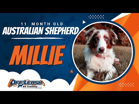 Australian Shepherd, 11 Month Old, Millie | Best Dog Trainers Northern VA | Off Leash K9