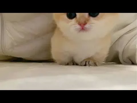 猫猫就是我生活里的一颗糖~生活很苦有它才甜 猫粮推荐 美士猫粮  美士百人测评团 美士全护国产焕新季