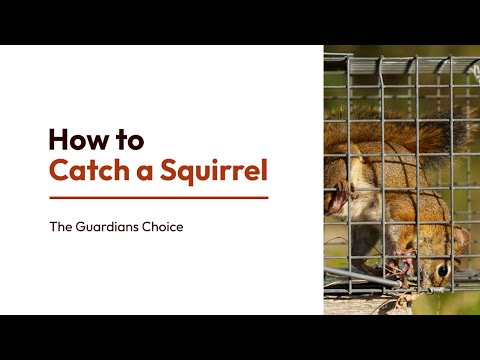 11 Clever Ways to Catch a Squirrel | How to Catch a Squirrel | The Guardian's Choice