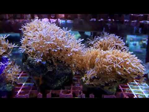 丁香珊瑚Jasmine Polyp 2K