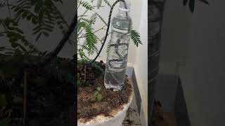 The easiest way to make a homemade drip irrigation system  ll DIY home drip irrigation system