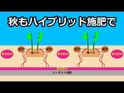 【秋ジャガの植え付け 2022】今年は秋もハイブリッド施肥で