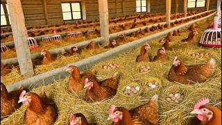 How to Start a Poultry Egg Business - Collecting Chicken Eggs & Raising Chicks