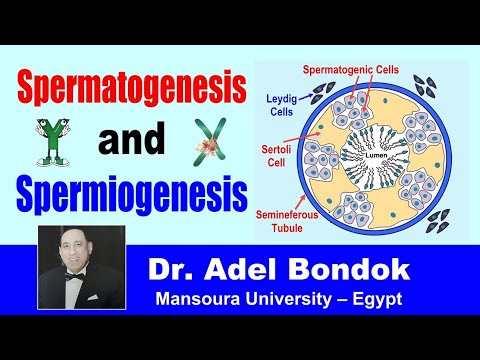 Spermatogenesis and Spermiogenesis, Dr Adel Bondok