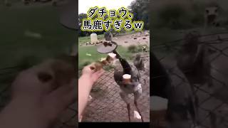 ダチョウがバカすぎて草