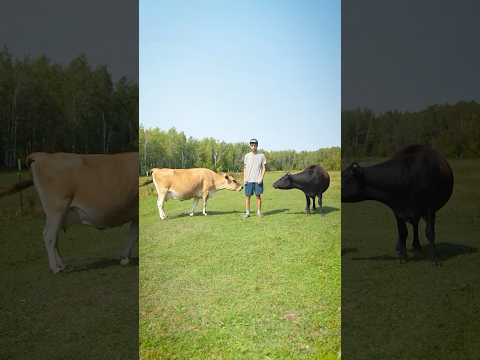 Can you tell which cow is fake? 👀 #cgi #3d #vfx