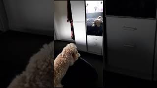 max barks at himself #dog #adorabledog #cutepet #cockapoo #cutedog #fluffydog #shorts #maxthedog