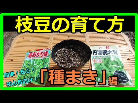 【枝豆の育て方】初心者でも大丈夫！誰でも出来る失敗しない枝豆の栽培方法を教えます！種まき後の水やりなどの管理の方法もご紹介！【ズボラでもできる！自分で育てて収穫した枝豆は美味しくて安全・安心♪】