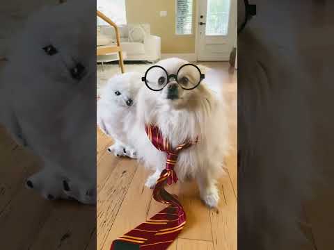 Sunny is Harry Pawter #harrypotter #Pomeranian #harrypotterdog #harrypottercostume #wand #dog #cute