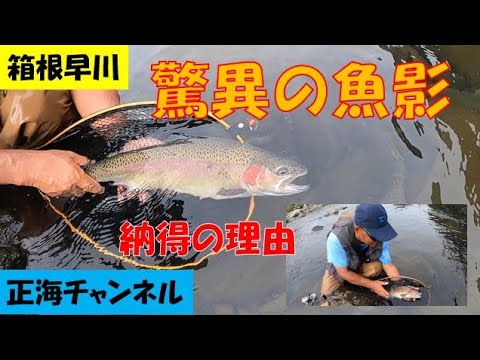 箱根早川・驚異の魚影　納得の理由