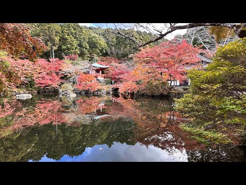 醍醐寺的紅葉 / Red Leaves @Daigoji Temple, visited on 11-20-2023