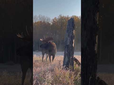 Eye-to-eye. Video: Roy Getson #sitkagear