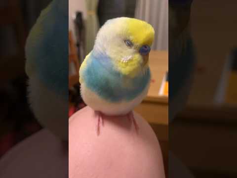 やばい、かわいすぎる。 #shorts #セキセイインコ #budgie #かわいい #すいちゃん #kawaii