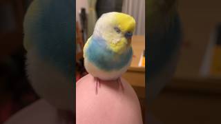 やばい、かわいすぎる。 #shorts #セキセイインコ #budgie #かわいい #すいちゃん #kawaii