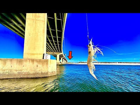 Tossed a LIVE! Shrimp under this BRIDGE and Caught THIS... [Gulf of Mexico]