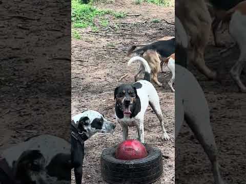 Kevin unhinged #dogpack #dogwalker #dogtok #dogbus #kevin #dogplaying #dogplaytime #dogtoker #puppy