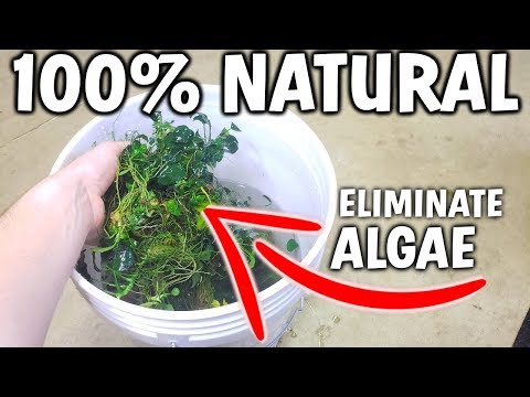 100% Natural Algae Removal In This Bucket?