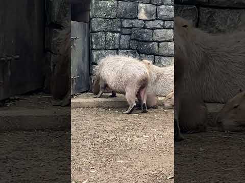 お乳のむよ赤ちゃんカピバラ(伊豆シャボテン動物公園) #capybara #Shorts