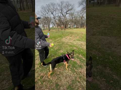 dog FETCH in the woods