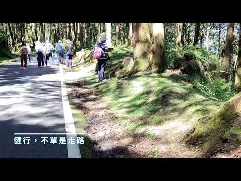 正一放鬆遊 「當你開始踏上旅程，路就會自己展開」#阿里山樹影