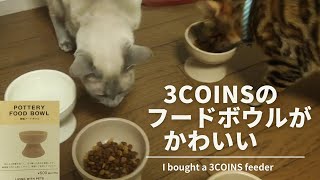 【猫動画】3COINSの陶器フードボウルがかわいい💞