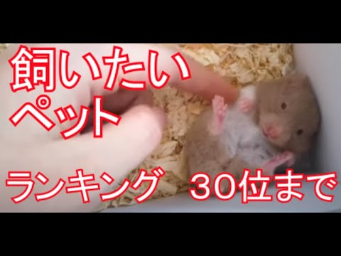 Pet Popularity Ranking Squeal Cute Animal Baby Up to 30th Japan