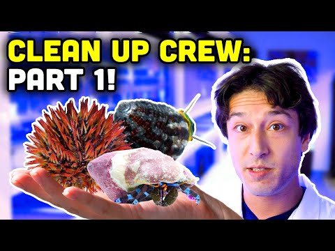 The ULTIMATE Guide to Clean Up Crew : Part 1