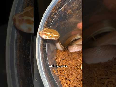 Walter tries starving himself and fails. Tanzanian House Snake