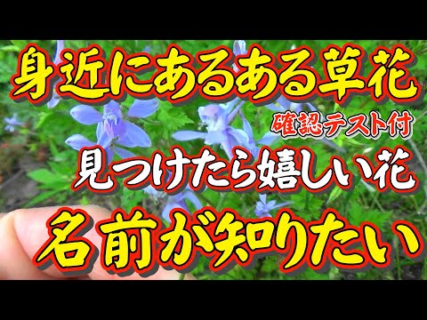 偶然に見つけたら嬉しい花があります！【身近な草花の名前が知りたい人へ】どこにでも「あるある草花」について、その名前を知りたい。「日本で一番ユーモラスな理科の先生」が自ら撮った草花動画で解説します。